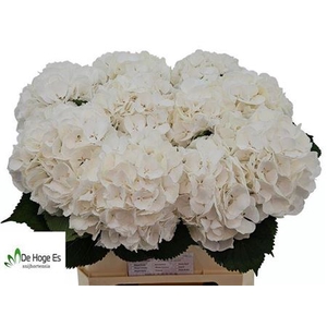 Hydr M Ch Whi Verena 80cm Ex