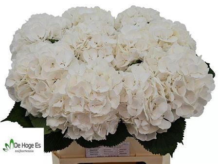 <h4>Hydr M Ch Whi Verena 80cm Ex</h4>