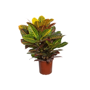 CROTON HIBRIDO PETRA P23