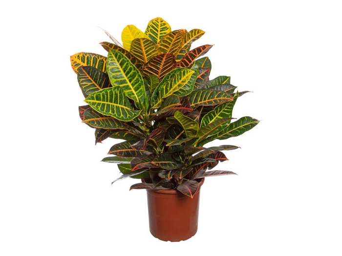 <h4>CROTON HIBRIDO PETRA P23</h4>