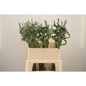 Drac S Lucky Bamboo