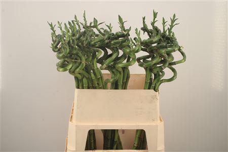 <h4>Drac S Lucky Bamboo</h4>