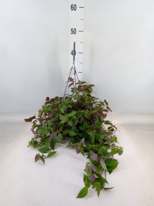 <h4>Tradescantia  'Green Hill'</h4>