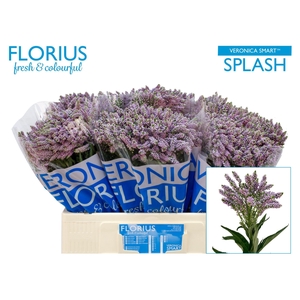 Veronica 'Smart Splash' (lavender)