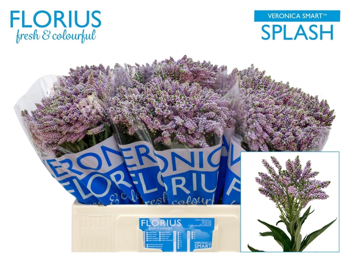 <h4>Veronica 'Smart Splash' (lavender)</h4>
