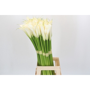 Zantedeschia Eydolls White