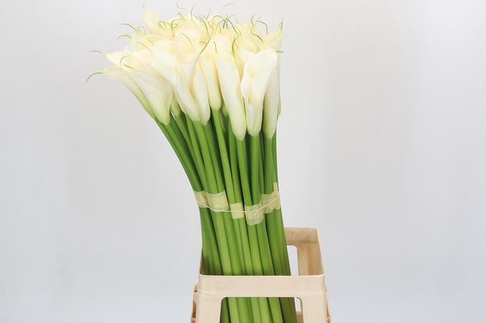 Zantedeschia Eydolls White