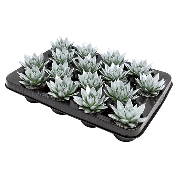 <h4>Echeveria coloured silver</h4>