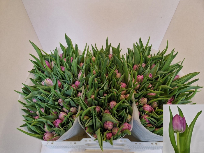 <h4>TU DU DOUBLE PRICE</h4>