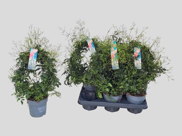 <h4>JASM POLYANTHUM WIT</h4>