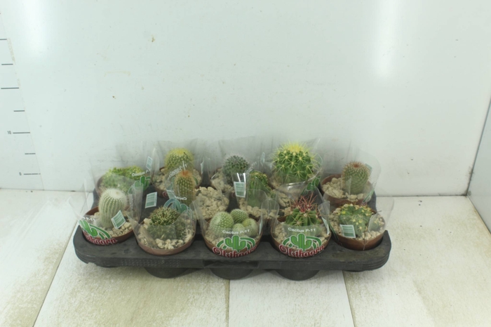 <h4>CACTUS RAIZ PROPRIA P11</h4>