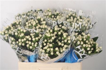 <h4>Hyp Coco Uno White</h4>