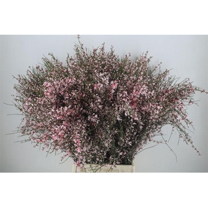 Ginster 400gr Pink P Bunch