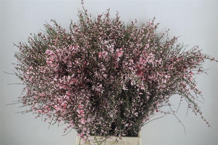 <h4>Ginster 400gr Pink P Bunch</h4>
