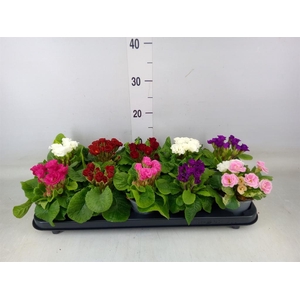 Primula ac.   ...mix
