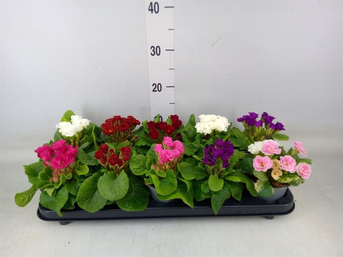 <h4>Primula ac.   ...mix</h4>