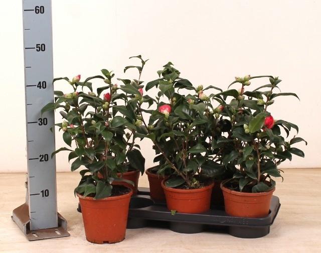 <h4>arr8 Came Japonica</h4>