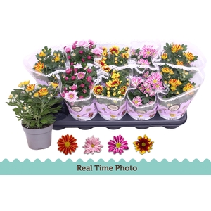 CHRYS GEM 2 KL BLOEM