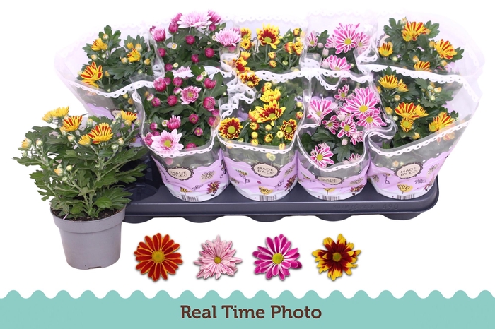 <h4>CHRYS GEM 2 KL BLOEM</h4>