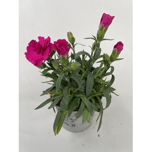 Dianthus Amy p9