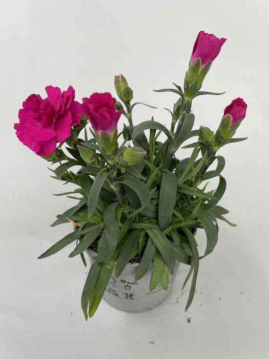 <h4>Dianthus Amy p9</h4>