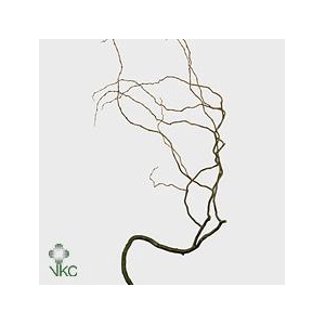 Salix kronkelwilg