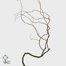 <h4>Salix kronkelwilg</h4>