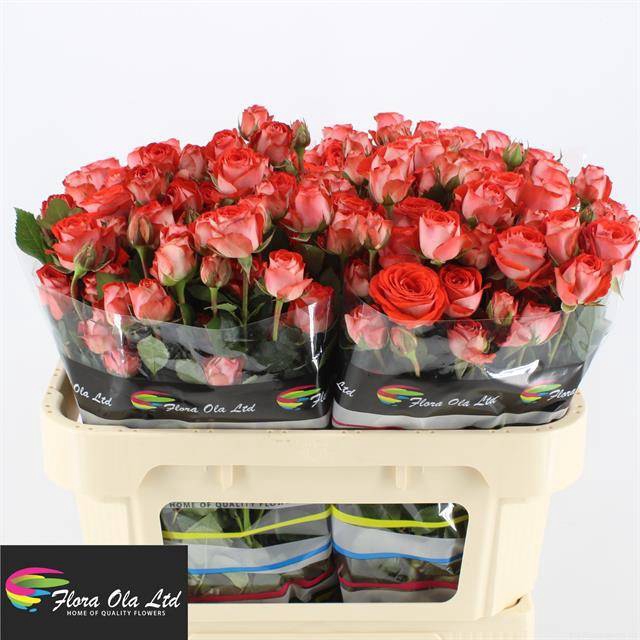 <h4>R Tr Zadique Flora Ola</h4>