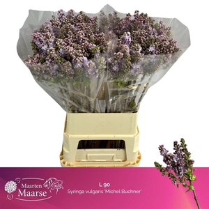 Syr V Michel Buchner