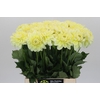 Dahlia Hilda Special