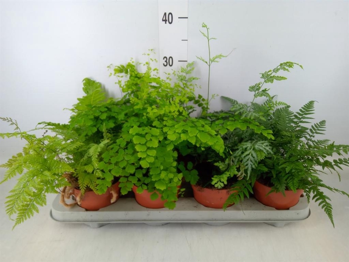 <h4>Ferns   ...mix</h4>