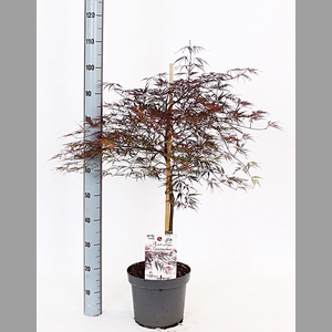 ACER PA FIRECRACKER