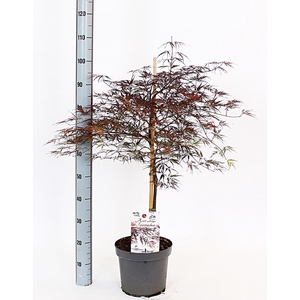 ACER PA FIRECRACKER