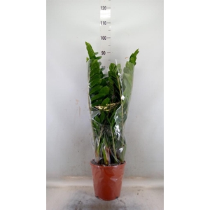 Zamioculcas zamiifolia