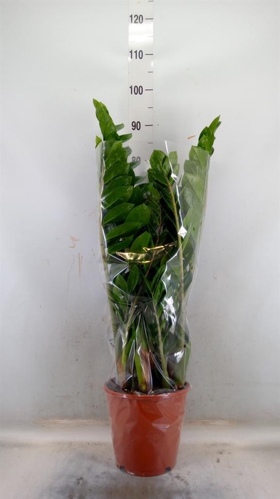 <h4>Zamioculcas zamiifolia</h4>