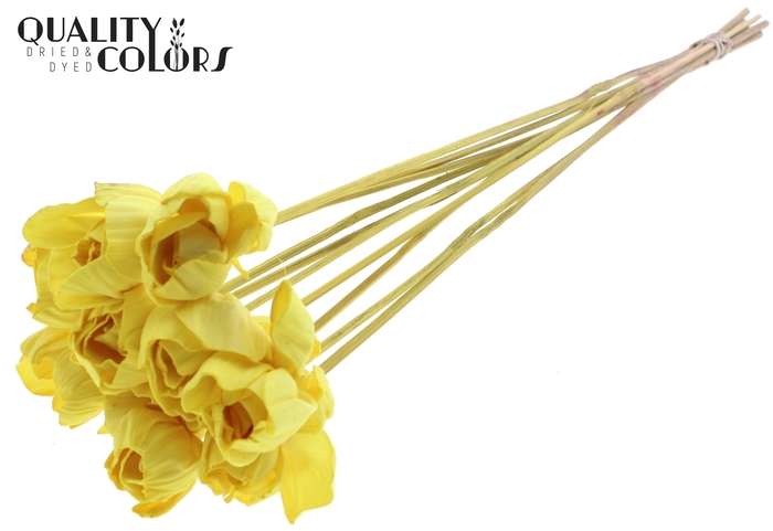 Shola Dear Holly 6cm on stem Yellow