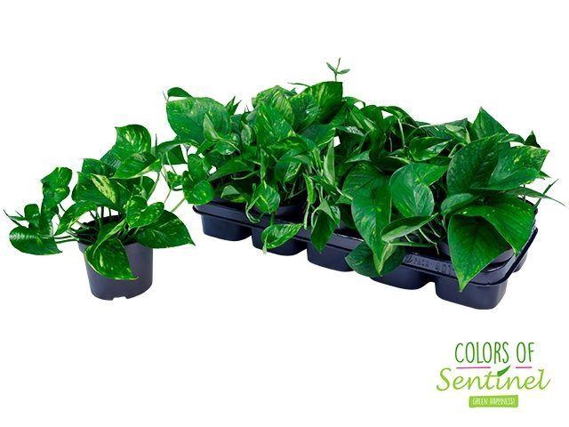<h4>Epipremnum pinn. 'Aureum'</h4>