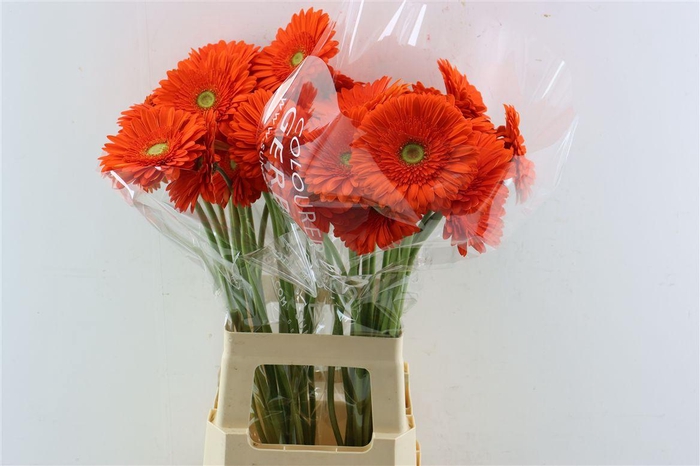 <h4>Ge Gr Atlanta</h4>