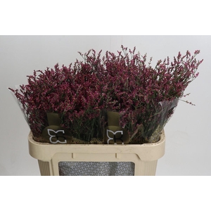 Limonium sinensis Scarlet Diamond