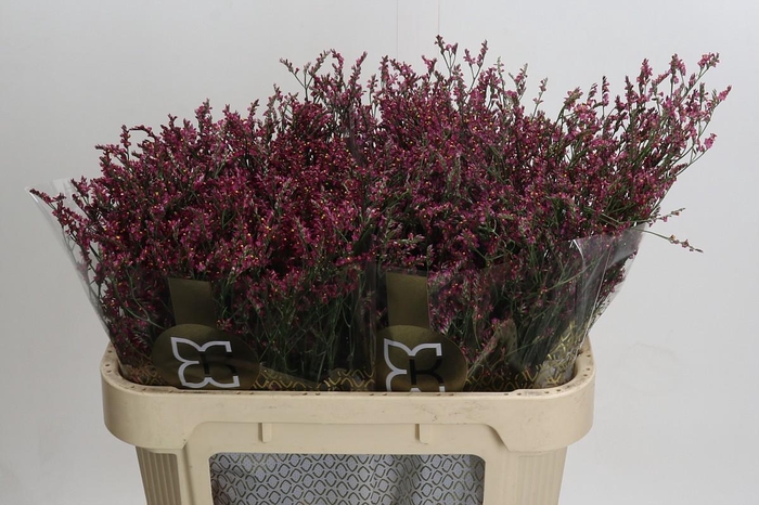 <h4>Limonium sinensis Scarlet Diamond</h4>
