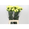 Dianthus St Ilias
