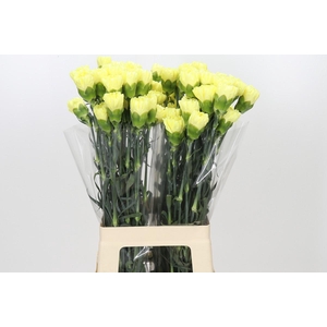 Dianthus St Ilias