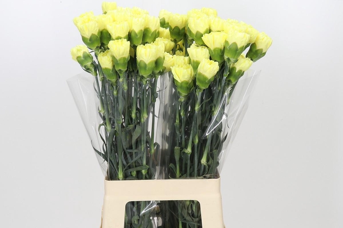 <h4>Dianthus St Ilias</h4>