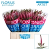 Veron Smart Artist