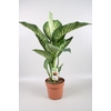 Dieffenbachia Tropic Snow