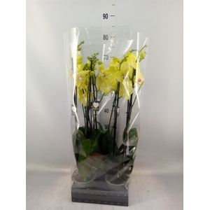 Phalaenopsis   ...yellow
