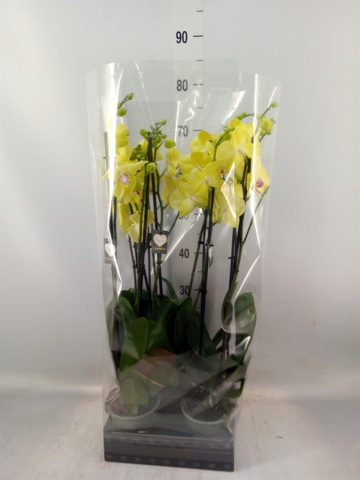 <h4>Phalaenopsis   ...yellow</h4>