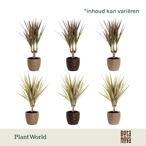 Dracaena gemengd in Lizzy keramiek