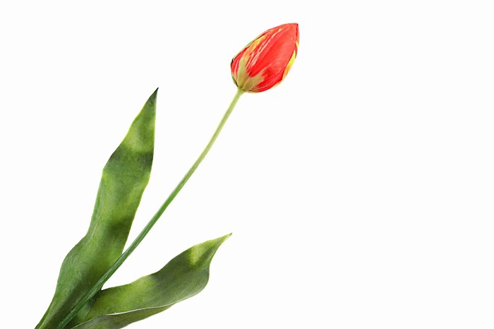 <h4>Tulip Red</h4>