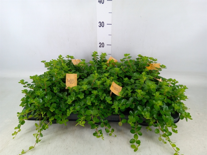 <h4>Peperomia rotundifolia</h4>